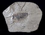 Geflgelter Samen einer Craigia bronnii (UNGER) - Bild © FossNet FossilienStore